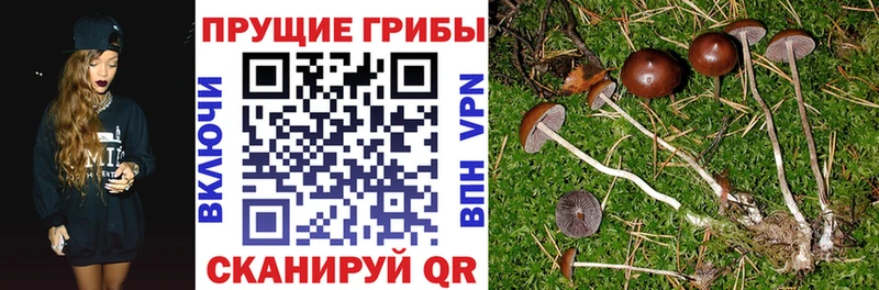 где купить Курчатов Галлюциногенные грибы Psilocybine cubensis